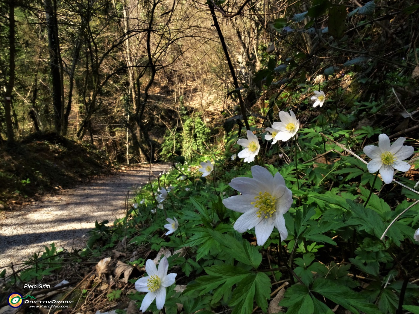 15 Anemoides nemorosa (Anemone dei boschi) .JPG